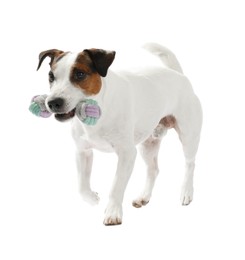 Photo of Cute dog playing with toy on white background. Lovely pet