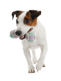 Photo of Cute dog playing with toy on white background. Lovely pet