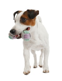 Photo of Cute dog playing with toy on white background. Lovely pet