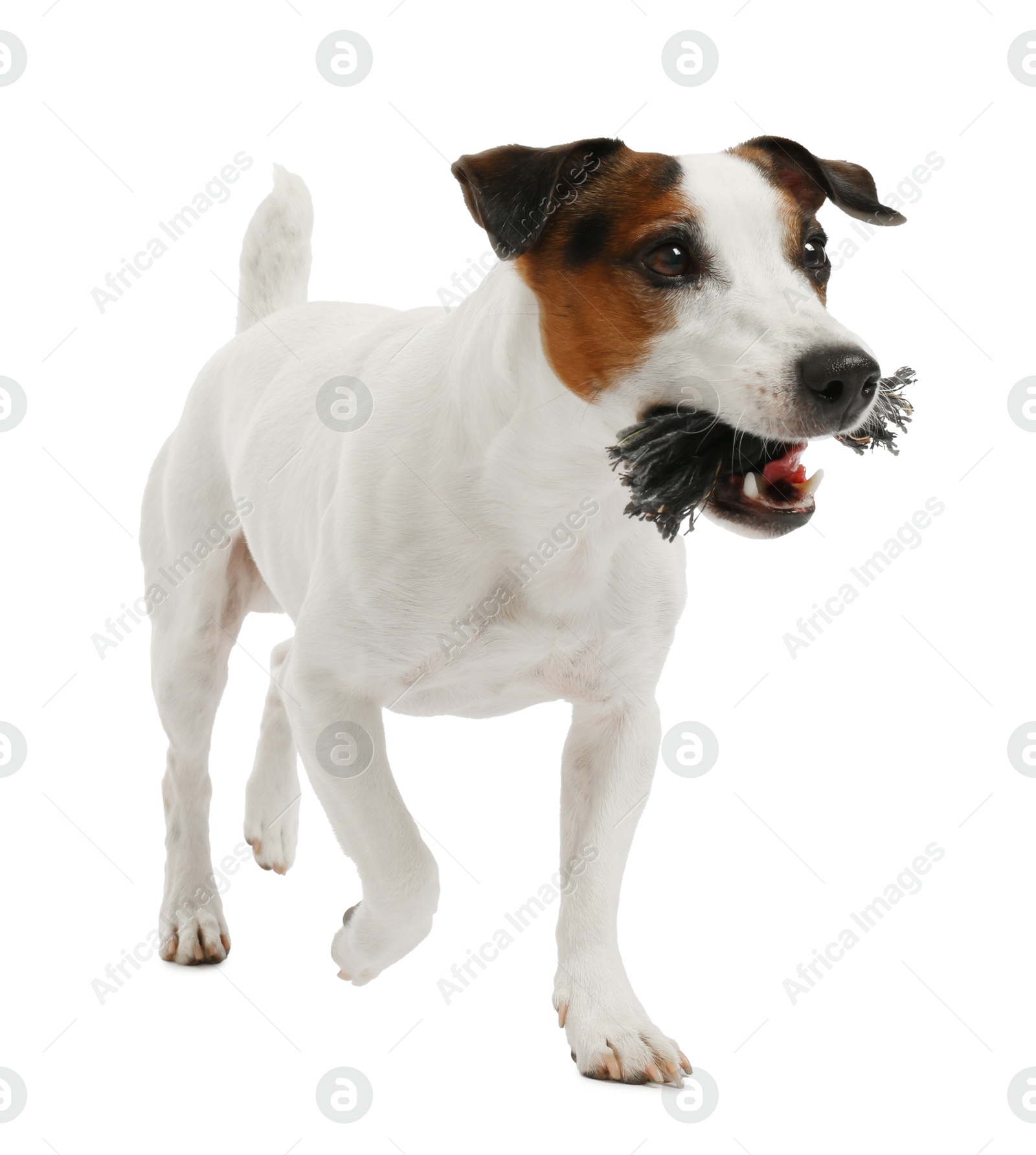 Cute dog playing with toy on white background. Lovely pet Photo of Cute dog playing with toy on white background. Lovely pet