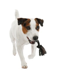 Photo of Cute dog playing with toy on white background. Lovely pet