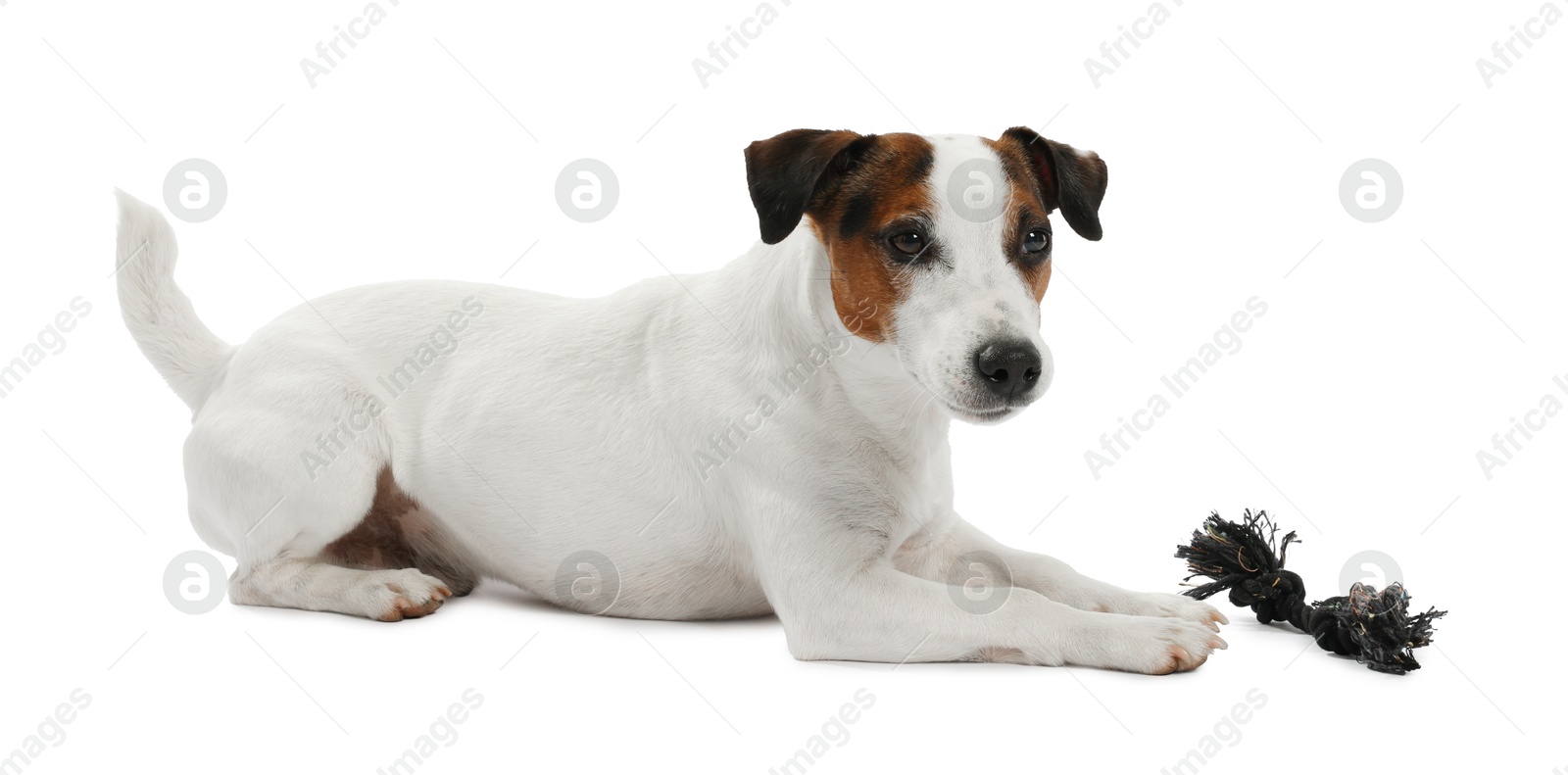 Cute dog playing with toy on white background. Lovely pet Photo of Cute dog playing with toy on white background. Lovely pet