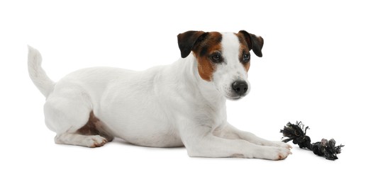 Photo of Cute dog playing with toy on white background. Lovely pet