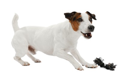 Photo of Cute dog playing with toy on white background. Lovely pet