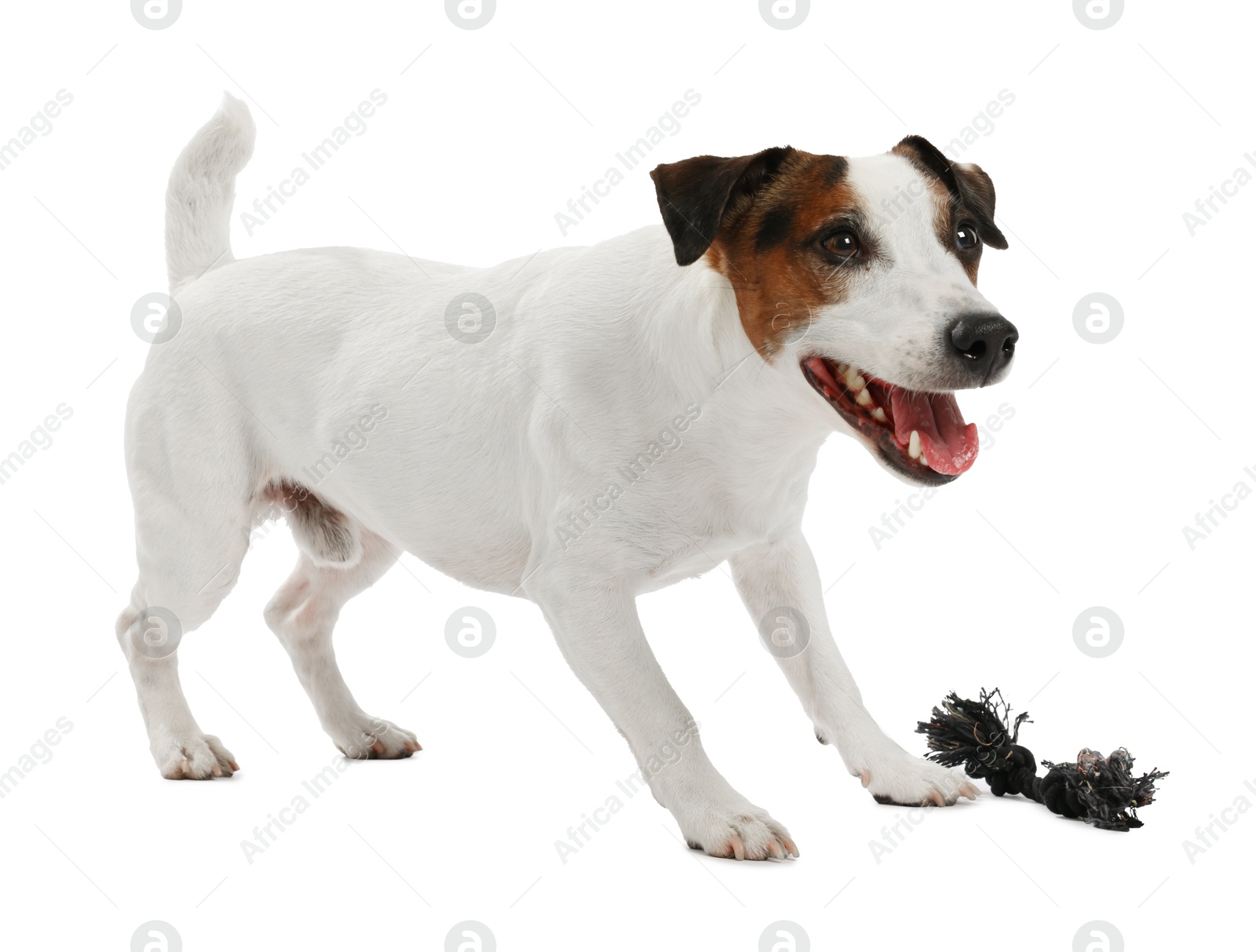 Cute dog playing with toy on white background. Lovely pet Photo of Cute dog playing with toy on white background. Lovely pet