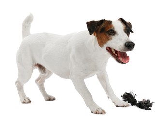 Photo of Cute dog playing with toy on white background. Lovely pet