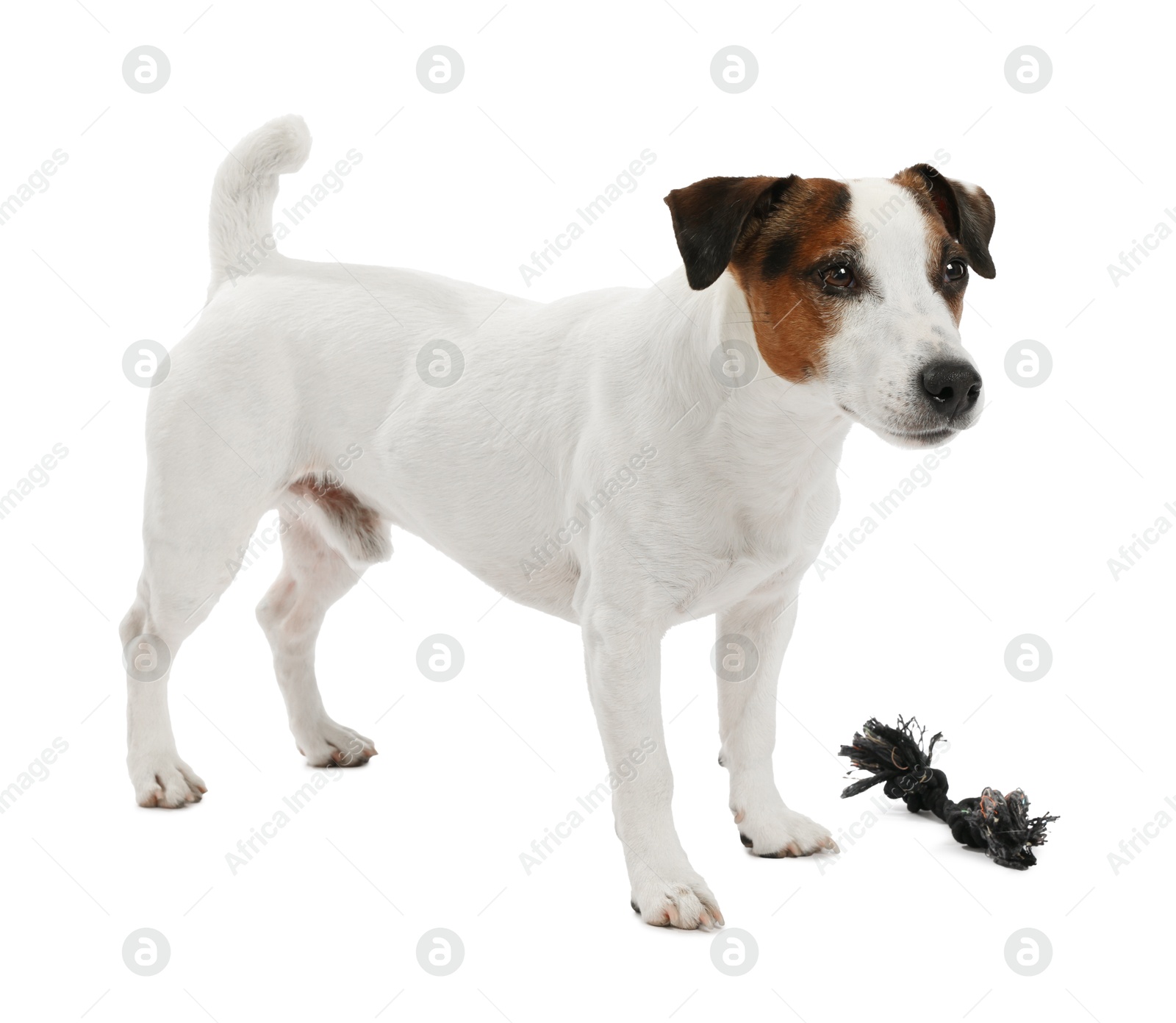 Cute dog playing with toy on white background. Lovely pet Photo of Cute dog playing with toy on white background. Lovely pet