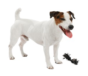 Photo of Cute dog playing with toy on white background. Lovely pet