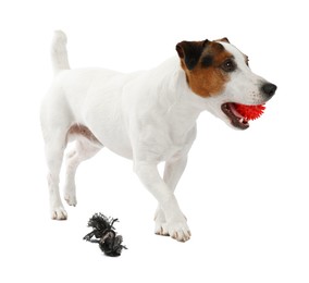 Photo of Cute dog playing with toy on white background. Lovely pet