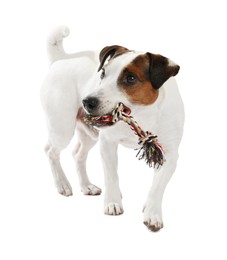 Photo of Cute dog playing with toy on white background. Lovely pet