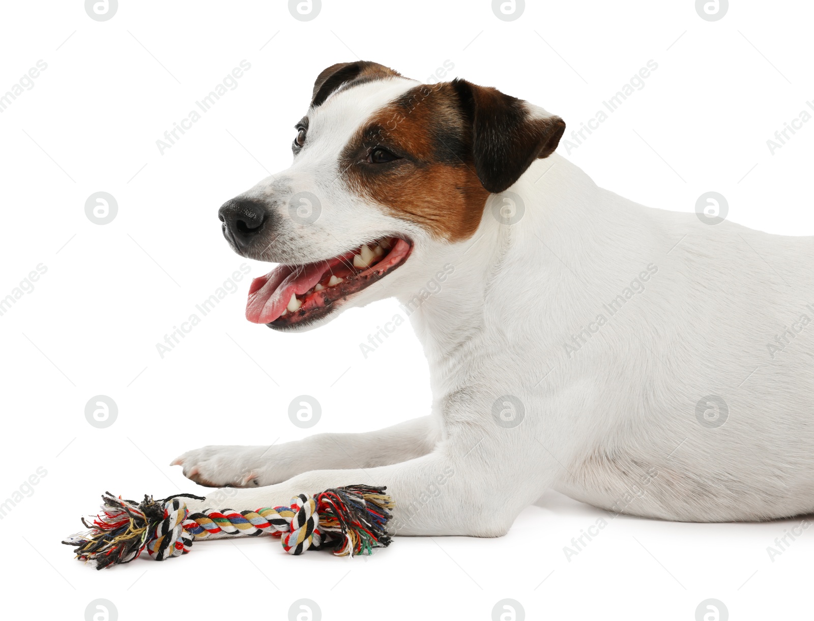 Cute dog playing with toy on white background. Lovely pet Photo of Cute dog playing with toy on white background. Lovely pet
