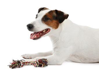 Photo of Cute dog playing with toy on white background. Lovely pet