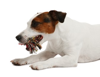 Photo of Cute dog playing with owner and toy on white background, closeup. Lovely pet
