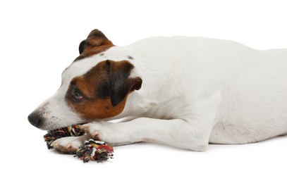 Photo of Cute dog playing with toy on white background. Lovely pet