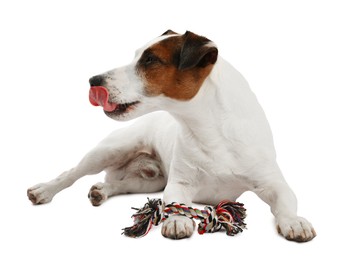 Photo of Cute dog playing with toy on white background. Lovely pet