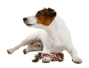 Photo of Cute dog playing with toy on white background. Lovely pet