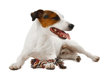 Photo of Cute dog playing with toy on white background. Lovely pet