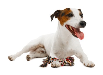 Photo of Cute dog playing with toy on white background. Lovely pet