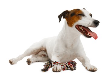 Photo of Cute dog playing with toy on white background. Lovely pet