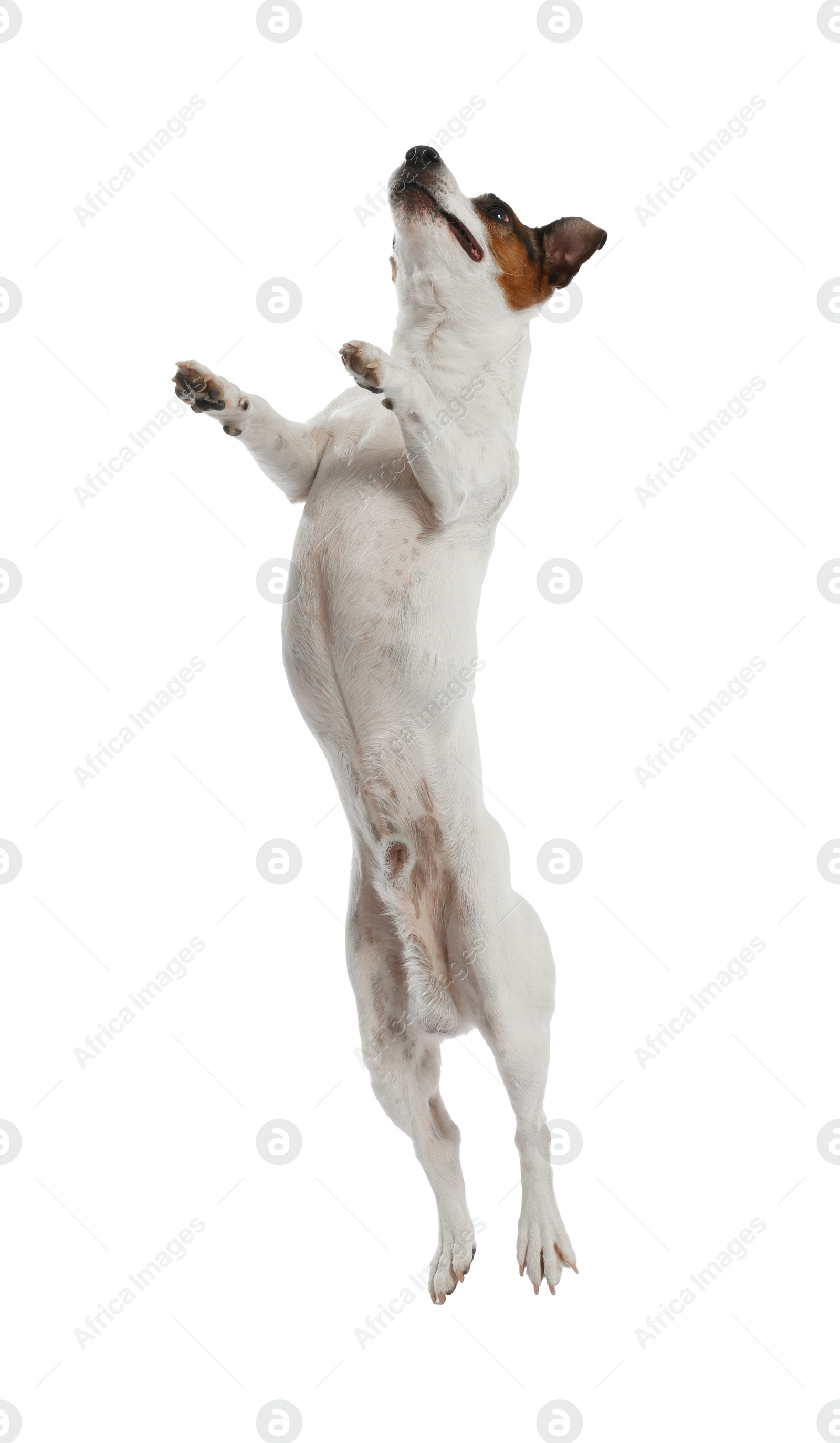 Woman with toy training her dog on white background, closeup. Lovely pet Photo of Woman with toy training her dog on white background, closeup. Lovely pet