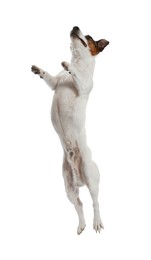 Photo of Woman with toy training her dog on white background, closeup. Lovely pet