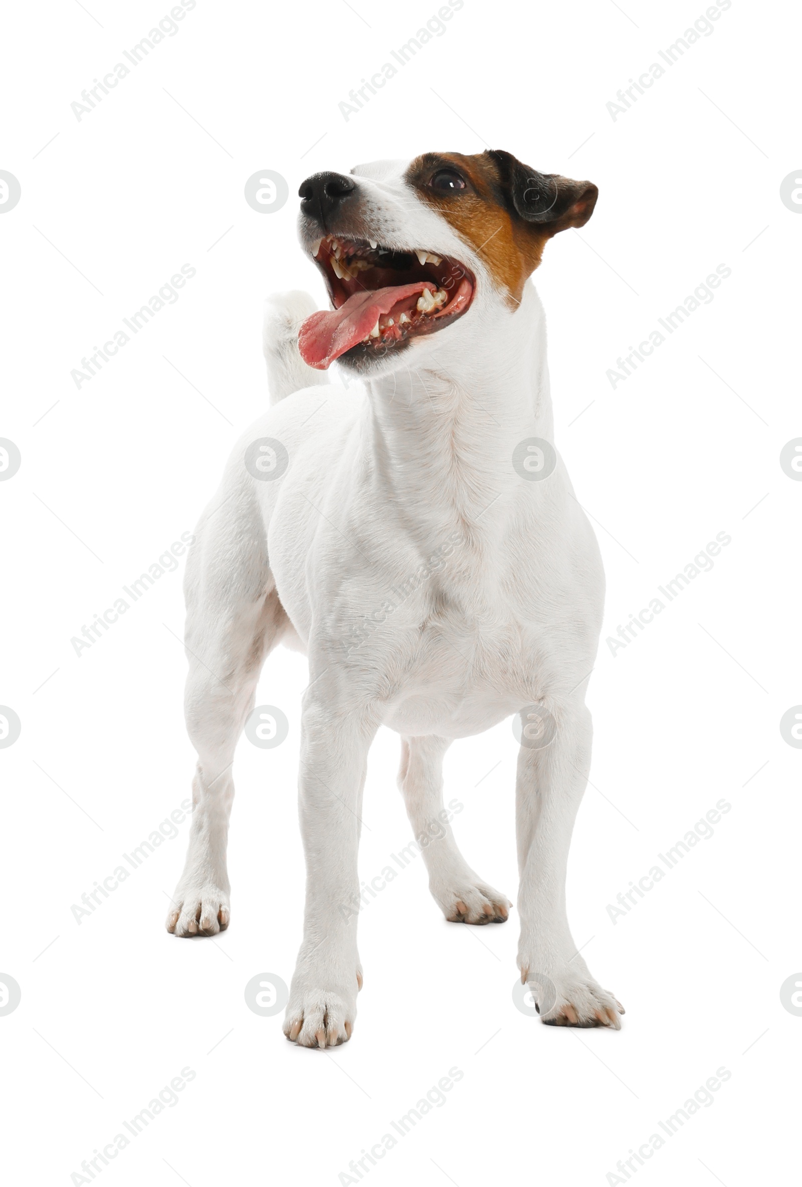 Woman with toy training her dog on white background, closeup. Lovely pet Photo of Woman with toy training her dog on white background, closeup. Lovely pet