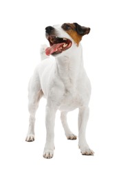 Photo of Woman with toy training her dog on white background, closeup. Lovely pet