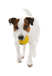 Photo of Cute dog playing with toy on white background. Lovely pet