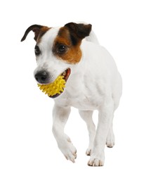 Photo of Cute dog playing with toy on white background. Lovely pet