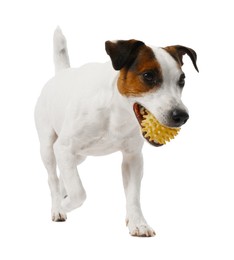 Photo of Cute dog playing with toy on white background. Lovely pet