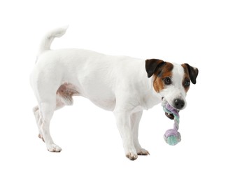 Photo of Cute dog playing with toy on white background. Lovely pet