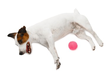 Photo of Cute dog with toy on white background, top view. Lovely pet