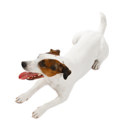 Photo of Woman playing with her cute dog on white background, above view. Lovely pet