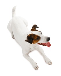 Photo of Cute dog on white background, above view. Lovely pet