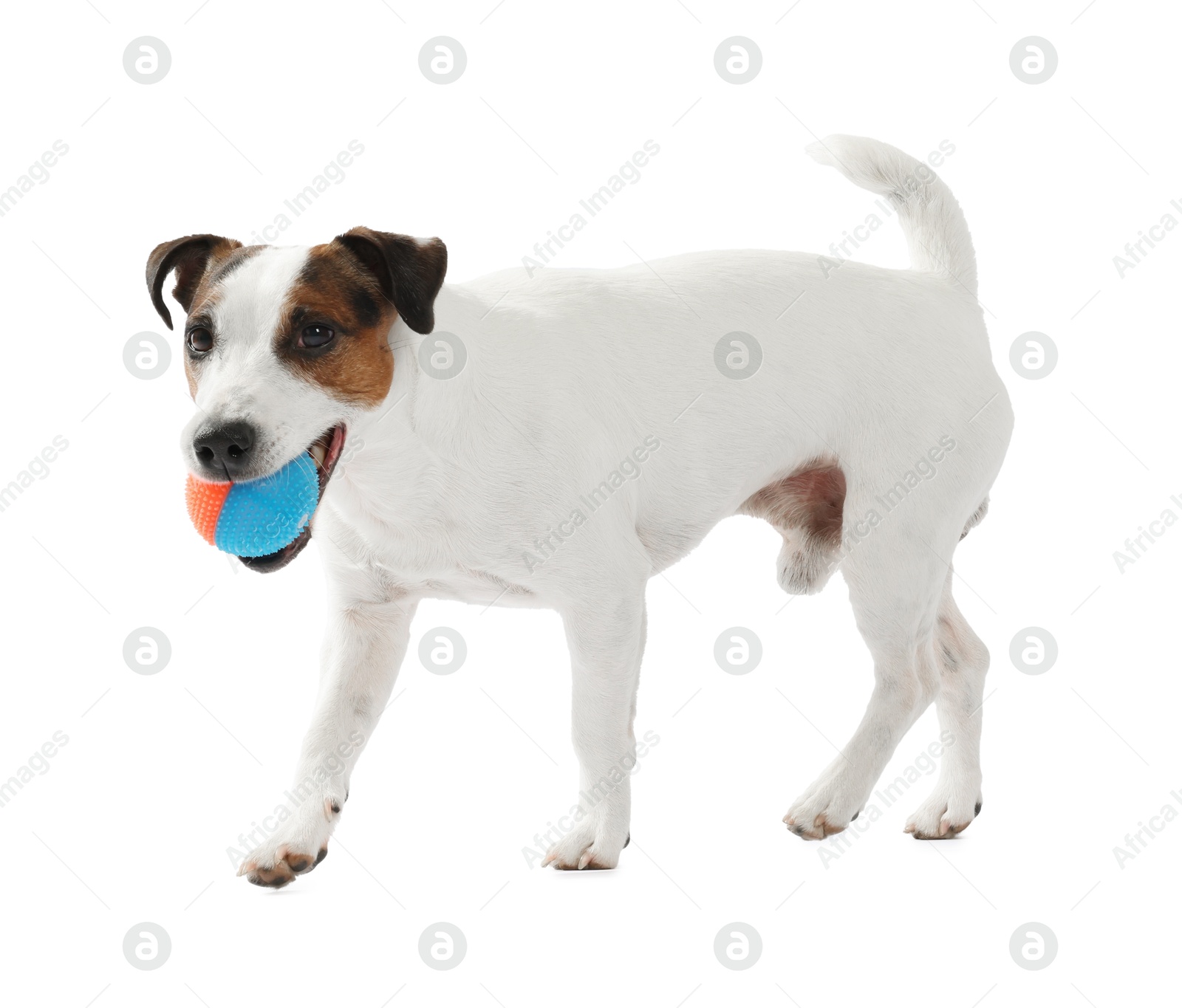 Cute dog playing with toy on white background. Lovely pet Photo of Cute dog playing with toy on white background. Lovely pet