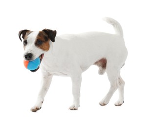 Photo of Cute dog playing with toy on white background. Lovely pet