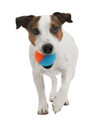 Photo of Cute dog playing with toy on white background. Lovely pet