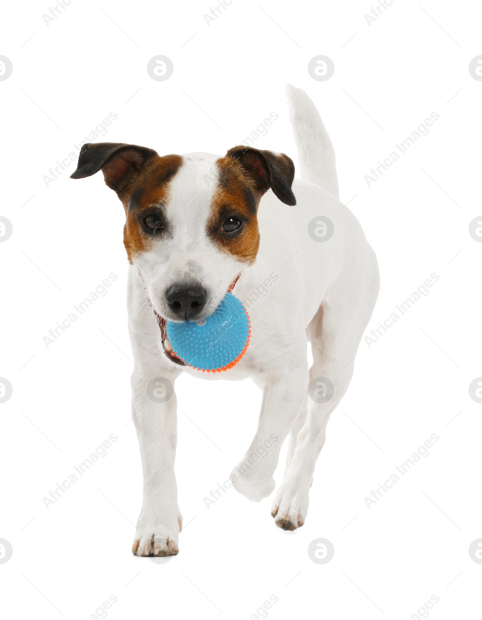 Cute dog playing with toy on white background. Lovely pet Photo of Cute dog playing with toy on white background. Lovely pet