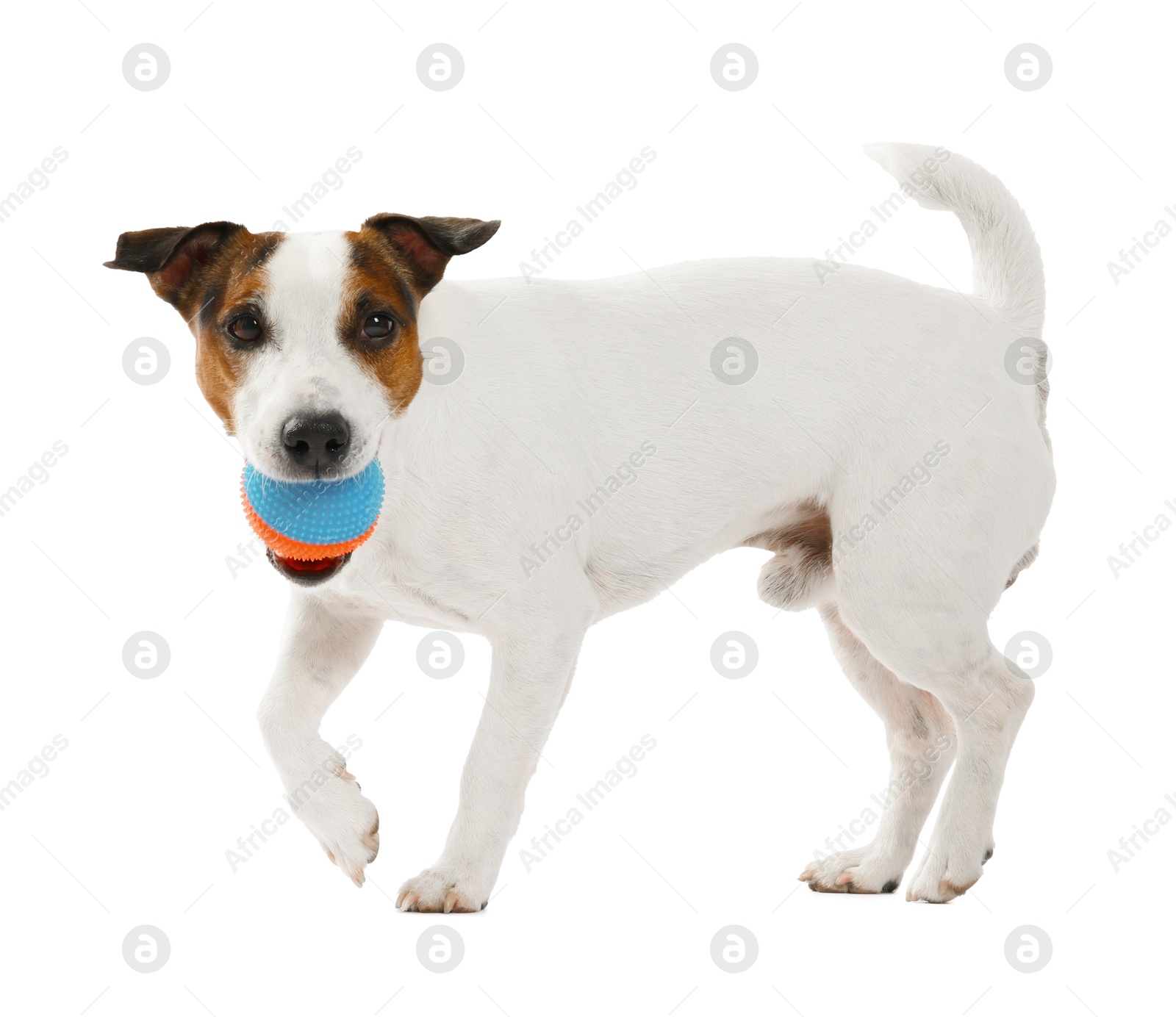 Cute dog playing with toy on white background. Lovely pet Photo of Cute dog playing with toy on white background. Lovely pet