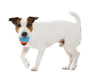 Photo of Cute dog playing with toy on white background. Lovely pet