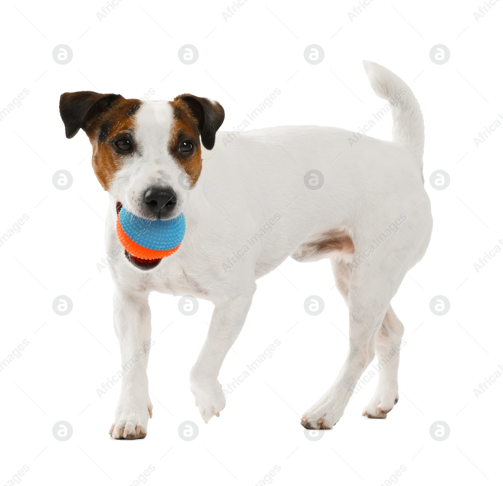 Cute dog playing with toy on white background. Lovely pet Photo of Cute dog playing with toy on white background. Lovely pet