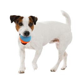 Photo of Cute dog playing with toy on white background. Lovely pet