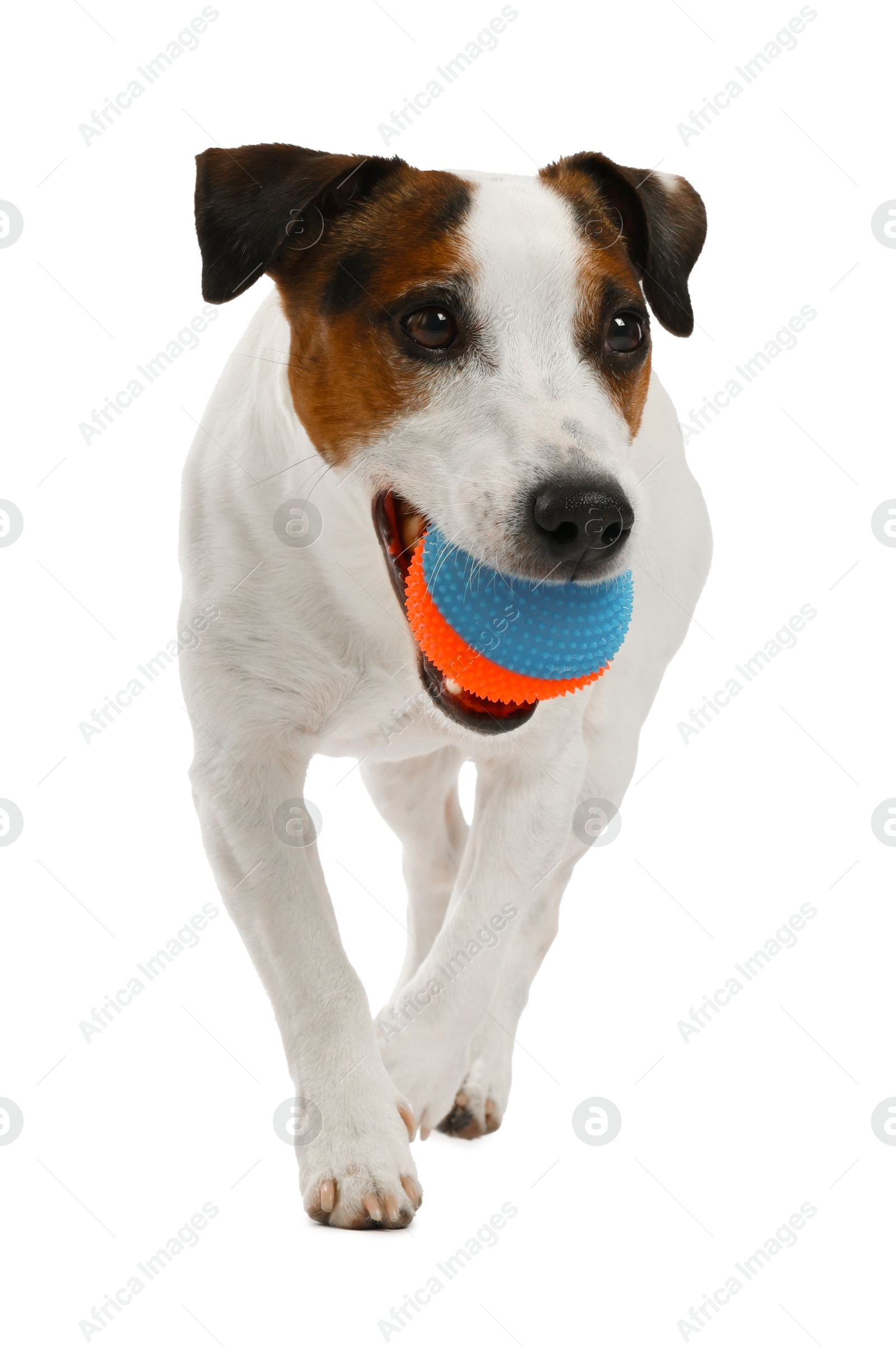Cute dog playing with toy on white background. Lovely pet Photo of Cute dog playing with toy on white background. Lovely pet