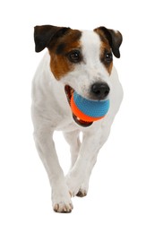 Photo of Cute dog playing with toy on white background. Lovely pet
