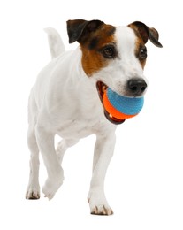 Photo of Cute dog playing with toy on white background. Lovely pet