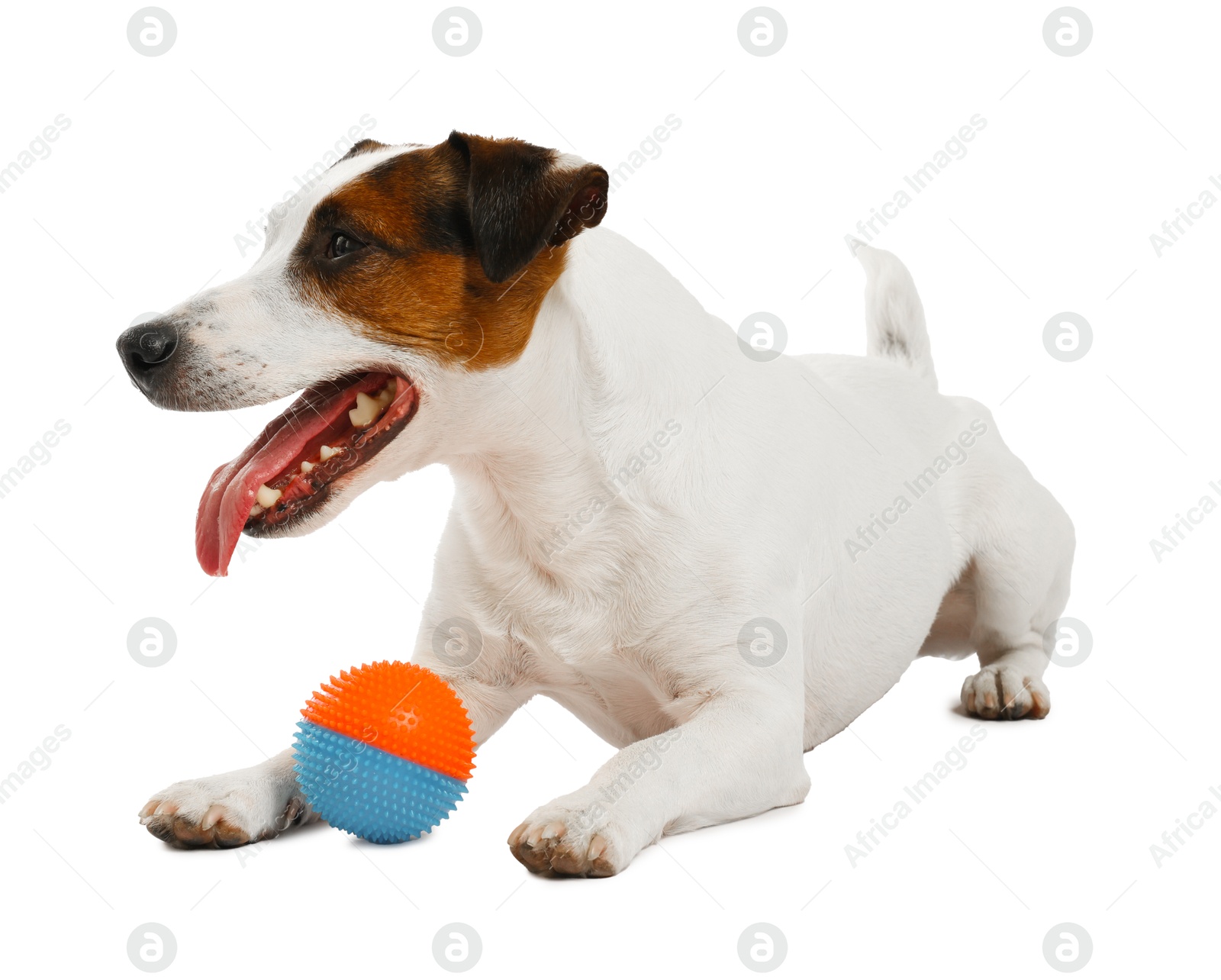 Cute dog playing with toy on white background. Lovely pet Photo of Cute dog playing with toy on white background. Lovely pet