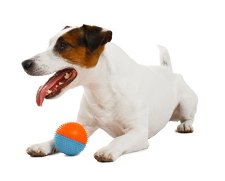Photo of Cute dog playing with toy on white background. Lovely pet