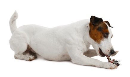 Photo of Cute dog playing with toy on white background. Lovely pet