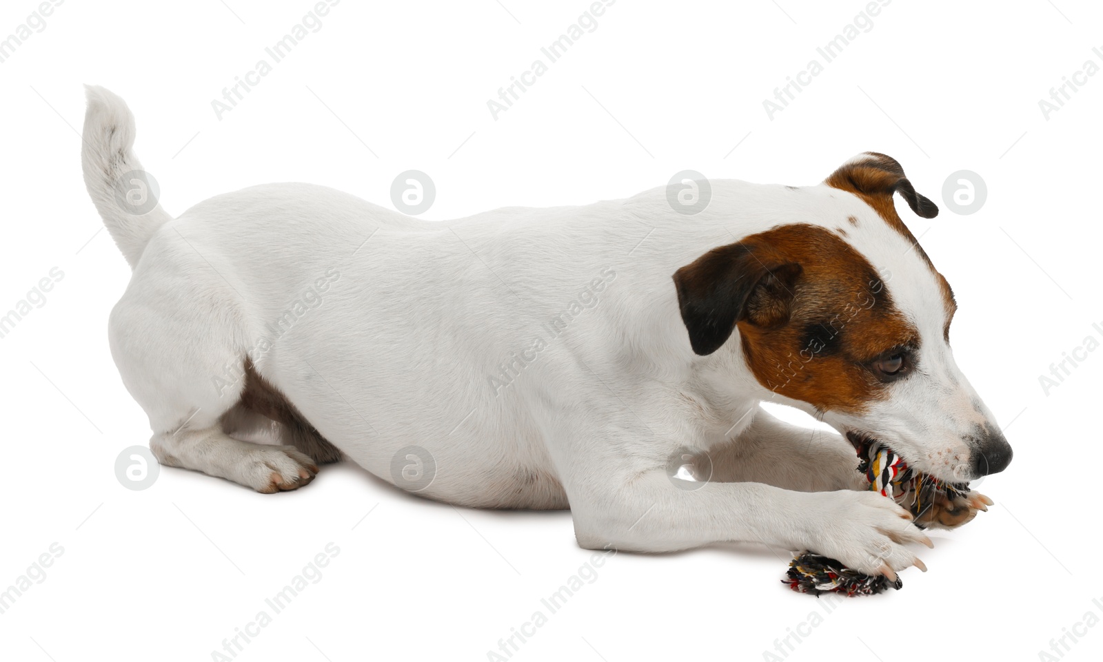 Photo of Cute dog playing with toy on white background. Lovely pet