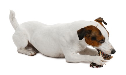 Photo of Cute dog playing with toy on white background. Lovely pet